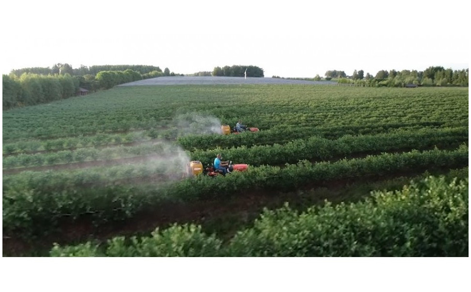 50 niezawodnych traktorków Kubota na największej w Polsce plantacji borówki 
